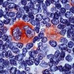 Bcl-X Antibody in Immunohistochemistry (PFA fixed) (IHC (PFA))