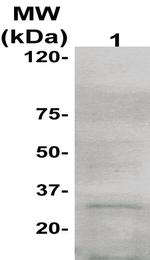 Bcl-X Antibody in Western Blot (WB)