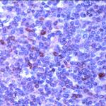 BAX Antibody in Immunohistochemistry (PFA fixed) (IHC (PFA))