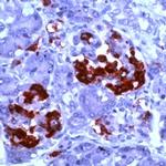 Amylin Peptide Antibody in Immunohistochemistry (Paraffin) (IHC (P))