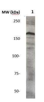 c-erbB3 Antibody in Western Blot (WB)