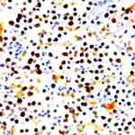 ERK1 Antibody in Immunocytochemistry (ICC/IF)