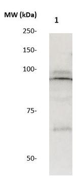STAT5a Antibody in Western Blot (WB)