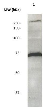 MMP-2 Antibody in Western Blot (WB)
