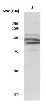 MMP-9 Antibody in Western Blot (WB)