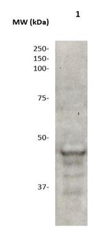 MMP-10 Antibody in Western Blot (WB)