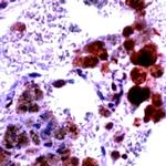 iNOS Antibody in Immunohistochemistry (Paraffin) (IHC (P))