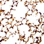 Tubulin beta Antibody in Immunohistochemistry (PFA fixed) (IHC (PFA))