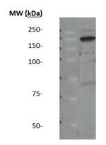 bNOS Antibody in Western Blot (WB)