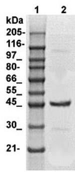 Actin, Skeletal Muscle Antibody in Western Blot (WB)