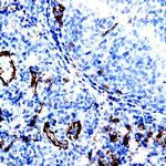 PDGF-A Antibody in Immunohistochemistry (Paraffin) (IHC (P))