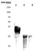PDGF-A Antibody in Western Blot (WB)