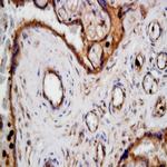 uNOS Antibody in Immunohistochemistry (Paraffin) (IHC (P))