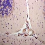 eNOS Antibody in Immunohistochemistry (Paraffin) (IHC (P))