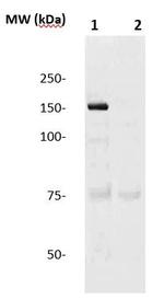 eNOS Antibody in Western Blot (WB)
