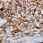 Tubulin alpha Antibody in Immunohistochemistry (Paraffin) (IHC (P))