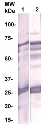 GST Antibody in Western Blot (WB)