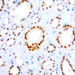 c-fos Antibody in Immunohistochemistry (Paraffin) (IHC (P))