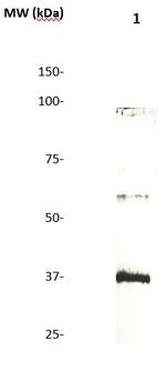 CD138 Antibody in Western Blot (WB)
