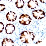 c-Jun Antibody in Immunohistochemistry (Paraffin) (IHC (P))