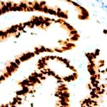 Bromodeoxyuridine (BrdU) Antibody in Immunohistochemistry (Paraffin) (IHC (P))