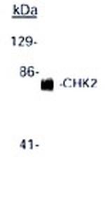 Chk2 Antibody in Western Blot (WB)