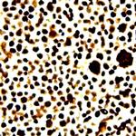 c-myb/v-myb Antibody in Immunocytochemistry (ICC/IF)