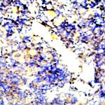 Endostatin Antibody in Immunohistochemistry (Paraffin) (IHC (P))