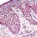 p21/WAF1 Antibody in Immunohistochemistry (Paraffin) (IHC (P))