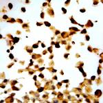 p57 /Kip2 Antibody in Immunocytochemistry (ICC/IF)