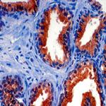 Prostate Specific Acid Phosphatase (PSAP) Antibody in Immunohistochemistry (Paraffin) (IHC (P))