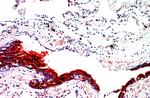 Tubulin-b Antibody in Immunohistochemistry (Paraffin) (IHC (P))