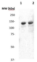 Tubulin-b Antibody in Western Blot (WB)