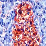 Neuron Specific Enolase (NSE) Antibody in Immunohistochemistry (Paraffin) (IHC (P))