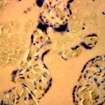 Caspase 5 Antibody in Immunohistochemistry (Paraffin) (IHC (P))