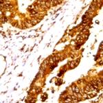 Cdk3 Antibody in Immunohistochemistry (Paraffin) (IHC (P))