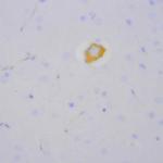 Phospho-CREB (Ser133) Antibody in Immunohistochemistry (Paraffin) (IHC (P))