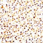 c-Src Antibody in Immunocytochemistry (ICC/IF)