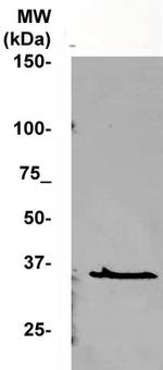 Cyclin C Antibody in Western Blot (WB)
