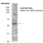 Glycogen Synthase Kinase 3b (GSK3b) Antibody in Western Blot (WB)