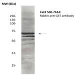GST Antibody in Western Blot (WB)