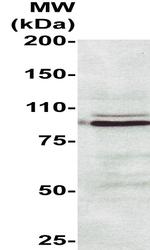 Heat Shock Factor 2 Antibody in Western Blot (WB)
