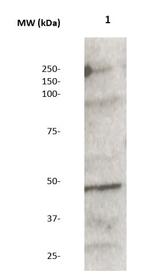 Mek2 Antibody in Western Blot (WB)