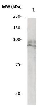 STAT5b Antibody in Western Blot (WB)