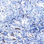 IL-4 Antibody in Immunohistochemistry (Paraffin) (IHC (P))