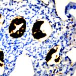 Claudin 11 Antibody in Immunohistochemistry (Paraffin) (IHC (P))