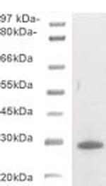 Phospho-BCL-2 (Thr129) Antibody in Western Blot (WB)