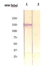 Phospho-IRS-1 (Ser312) Antibody in Western Blot (WB)