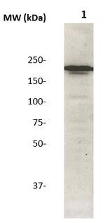 Phospho-IRS-2 (Ser731) Antibody in Western Blot (WB)