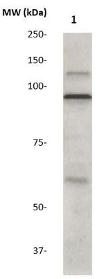 STAT1 Antibody in Western Blot (WB)